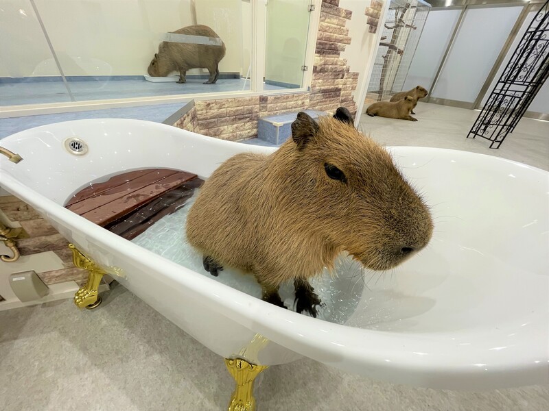ふらっとたっぷり 横浜ワールドポーターズ で癒される 動物ふれあい施設 アニタッチ オープン 伊豆シャボテン公園のプレスリリース 共同通信prワイヤー ふらっとたっぷり 横浜ワールドポーターズ で癒される 動物ふれあい施設 アニタッチ オープン 伊豆シャボテン公園のプレスリリース 共同通信prワイヤー