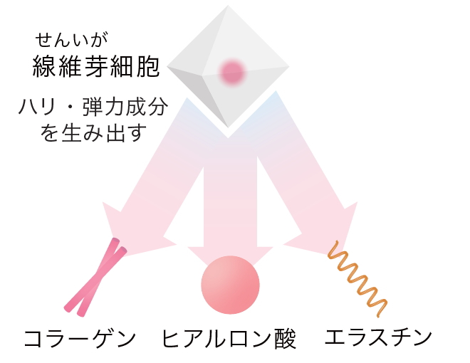 ラメリアジャパン 線維芽細胞を活性化する ローズマリー発酵エキス とは ラメリア ジャパンのプレスリリース 共同通信prワイヤー