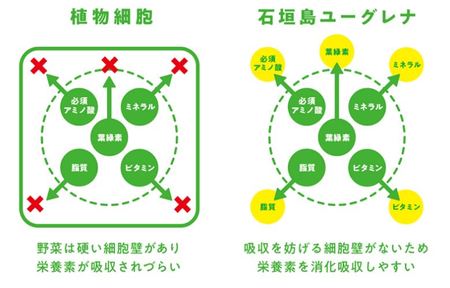 唯一無二の奇跡の生き物 ユーグレナ 59種類の栄養素を網羅する植物であり 動物でもあるスーパーフード ユーグレナのプレスリリース 共同通信prワイヤー