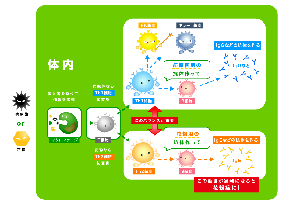いつから 何をするのが正解 医師が教える 発症する前に今知っておきたい花粉症の原因と対策 ユーグレナのプレスリリース 共同通信prワイヤー