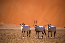 サウジアラムコの操業拠点があるシャイバの野生生物保護区