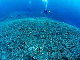 ナンハナリのサンゴ調査プロジェクトは、日本サンゴ礁学会より「サンゴ礁保全活動奨励賞」を受賞。