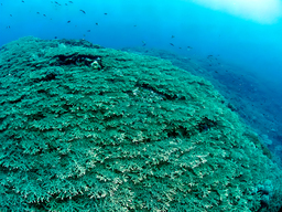 沖縄県・久米島にある通称ナンハナリの「国内最大級」のサンゴの大群集
