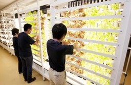 作業中の様子(板橋ファームより)