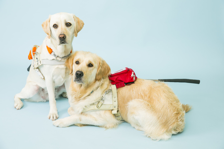 視覚障害者を孤立させない 行政との連携強化に 行政職員向け盲導犬オンラインセミナー 初開催 日本盲導犬協会のプレスリリース 共同通信prワイヤー