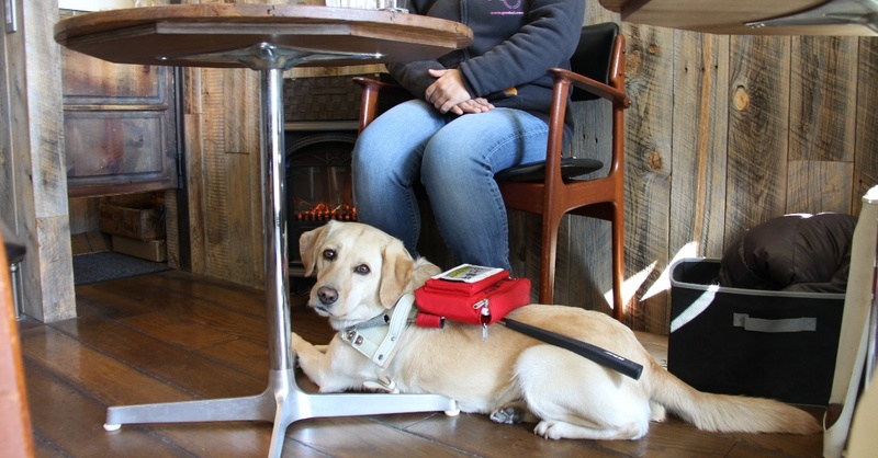 コロナ禍の盲導犬ユーザー 困りごと 聞き取り調査 消毒液の置き場所や人との間隔が分からない 日本盲導犬協会のプレスリリース 共同通信prワイヤー