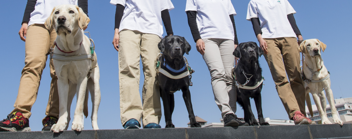 身体障害者補助犬法成立から年 盲導犬ユーザー受け入れ拒否の実態報告 日本盲導犬協会のプレスリリース 共同通信prワイヤー