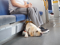 日本盲導犬協会「事業所従業員の盲導犬同伴利用に関する意識調査」