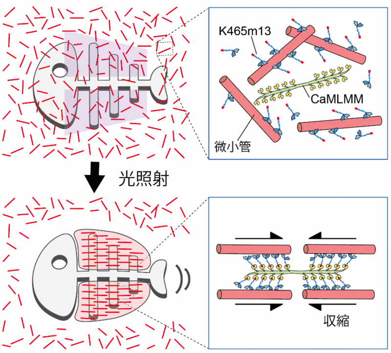 生体分子モーターで動く人工筋肉 光で自在に作製可能 岐阜大学のプレスリリース 共同通信prワイヤー