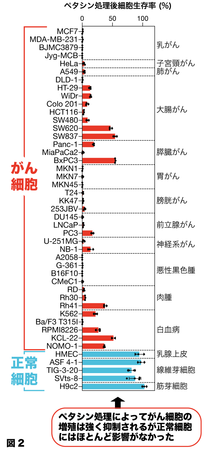 日本原産フキノトウからがんの増殖 転移を強く抑制する物質を発見 岐阜大学のプレスリリース 共同通信prワイヤー