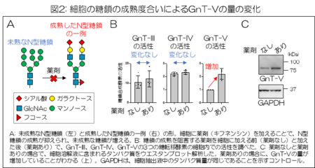 機能性配糖体の合成と応用 糖転移酵素を中心に バイオ