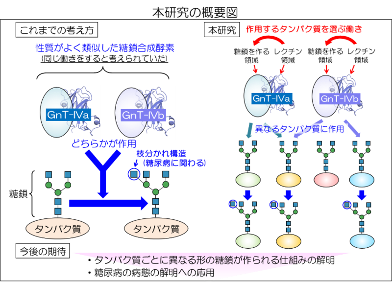 似て非なる酵素が糖鎖を作り分ける仕組みを解明 | 岐阜大学のプレス