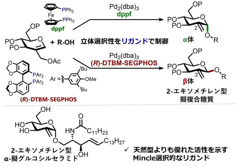 新しい（2－エキソメチレン型）擬複合糖質を開発 | 岐阜大学のプレス