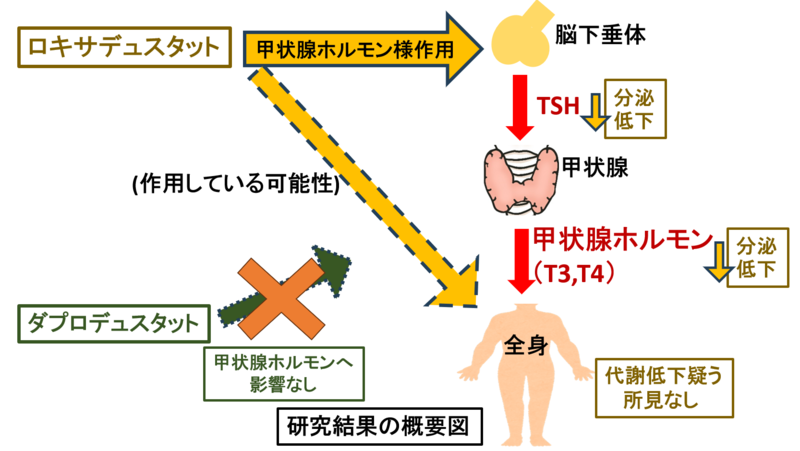 HIF-PH阻害薬ロキサデュスタットが甲状腺ホルモン検査値に影響を与える