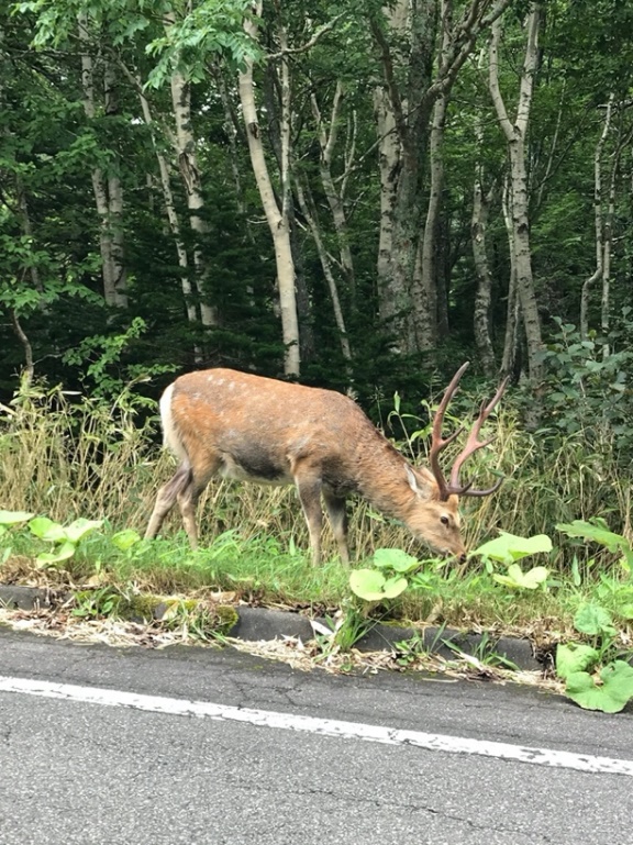 狩猟に対するエゾシカの行動変化を検証 | 岐阜大学のプレスリリース