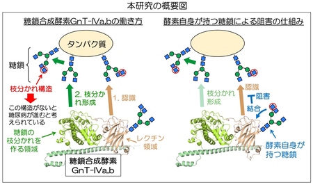 糖鎖の生合成を糖鎖自身が制御する仕組みを発見