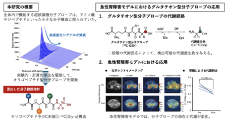 量子センシング技術を活用した生体内における代謝反応の直接計測