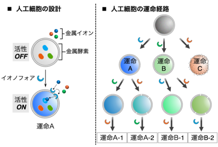 金属酵素の活性制御を応用して人工細胞の運命制御に成功