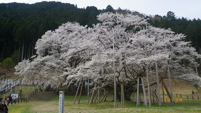 根尾の淡墨桜‼️値段交渉OK です‼️ 過去100年間における根尾谷淡墨桜の真の開花日・満開日・満開