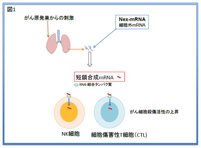 今までの治療方法では癌は治せない 有糸分裂の原理原則に基づく癌組織に対する組織… 乳がん幹細胞様細胞が分裂し，倍増する仕組み発見! – 金沢大学