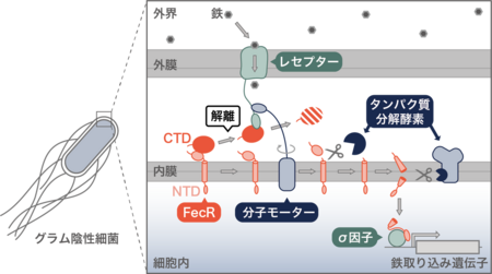 グラム陰性細菌が外界の鉄を感知する機構