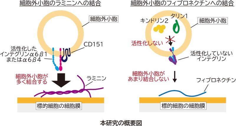 がん細胞由来細胞外小胞の標的細胞表面への結合機構を分子レベルで解明