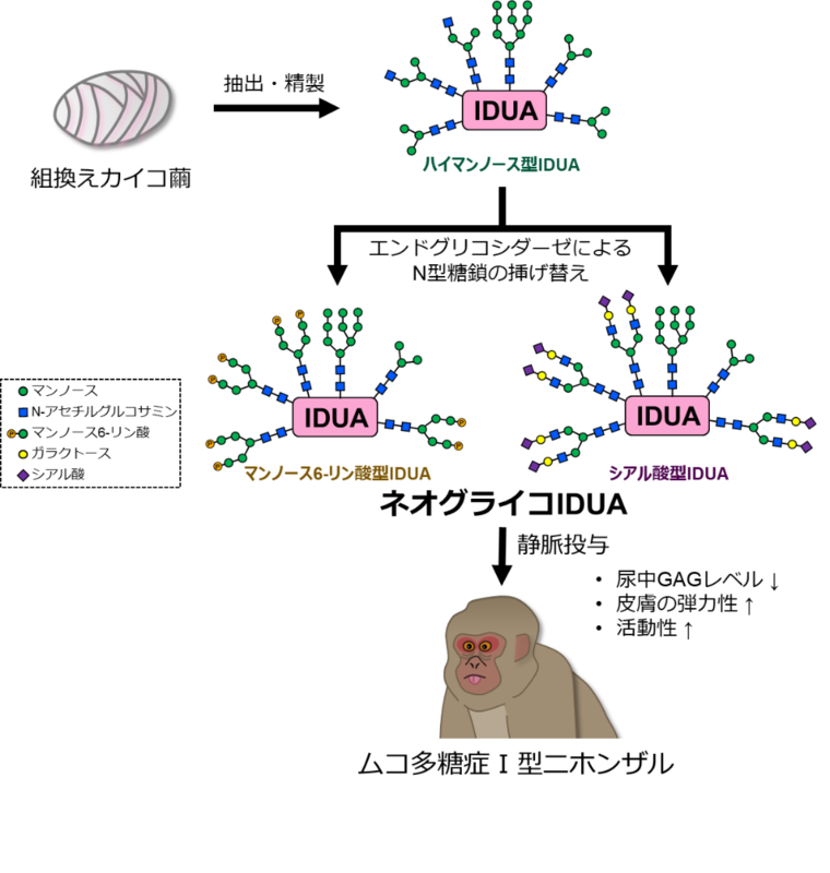 ムコ多糖症ニホンザルの臨床徴候改善に成功 | 岐阜大学のプレス