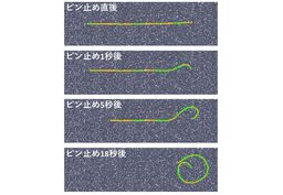 生体分子モーターによって駆動されるアクティブポリマーが作り出す自発的なスパイラル運動の仕組みを解明