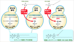 スフィンゴ脂質が「曲がる」と細胞はどうなる？
