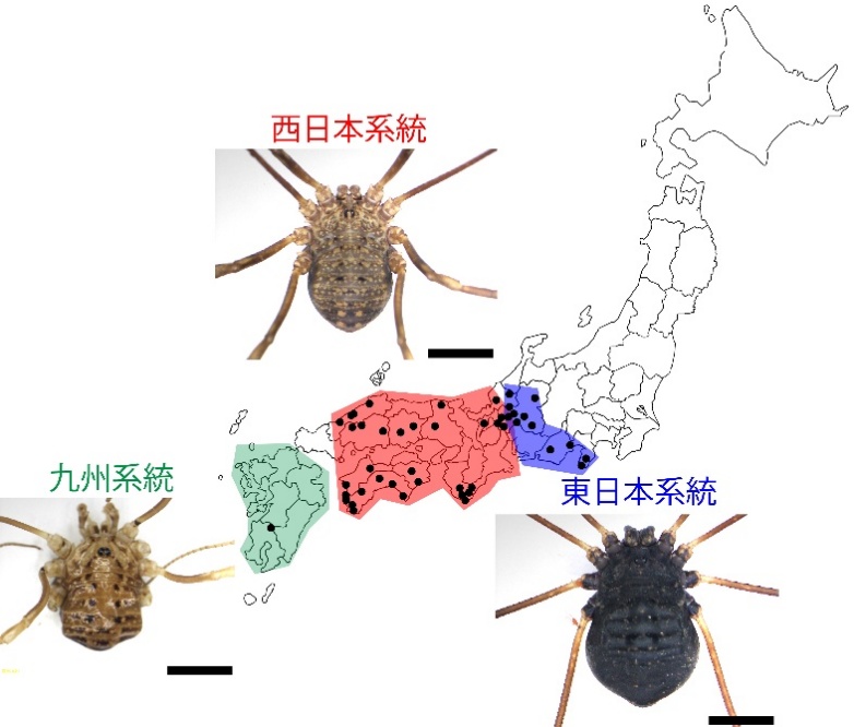 オオヒラタザトウムシが3種に分けられることを発見 | 岐阜大学のプレス