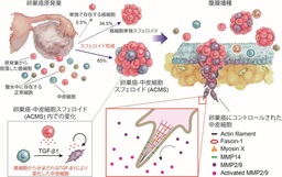 卵巣癌の急速な腹膜播種形成のメカニズムを発見！