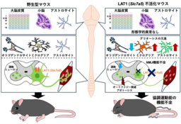 協調運動の発達にはアミノ酸シグナルが重要！