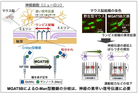 脳の信号伝達を支える糖鎖を発見