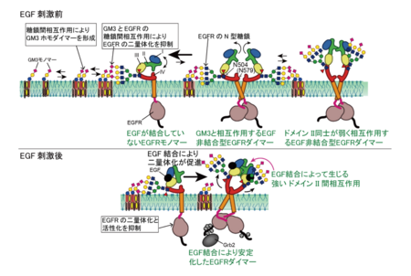 糖鎖間相互作用が細胞膜を組織化する新原理を発見