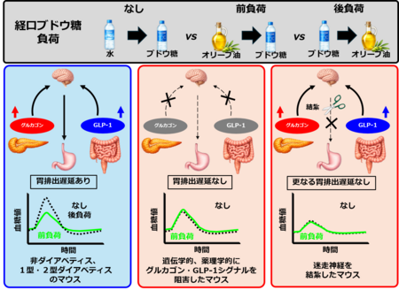 「食べる順番」が食後血糖を左右する仕組みを解明 脂質を糖質より先に摂ると、食後の血糖上昇が緩やかに