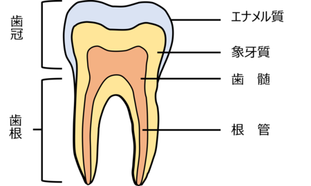 日本歯内療法学会 ニュースレターvol.9＞11月8日はいい歯の日、「歯の