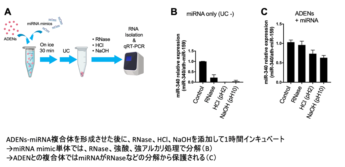 東京医科大学分子病理学分野 植物由来小胞を担体とした新規ドラッグデリバリーシステムを開発 東京医科大学のプレスリリース 共同通信prワイヤー