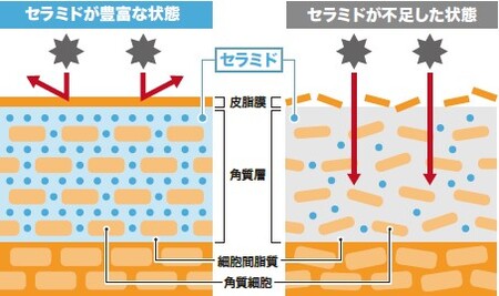 【ドール】肌の乾燥が気になる方にオススメの「機能性表示食品」パイナップル2種を発売