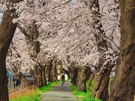 【福井県福井市】ふくいに春を告げる「第40回ふくい桜まつり」開催。社会学者古市憲寿さんも登場！