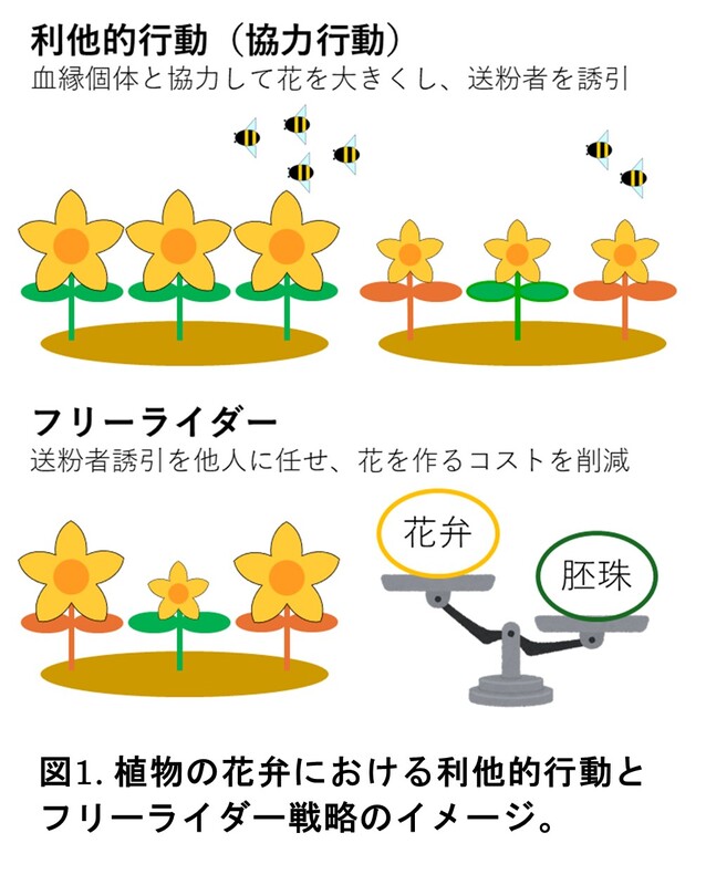 きょうだいと育つと花が大きくなる？ その条件を理論的に解明 | 東京都