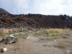 西之島の大規模噴火により絶滅した植物個体群の起源を解明