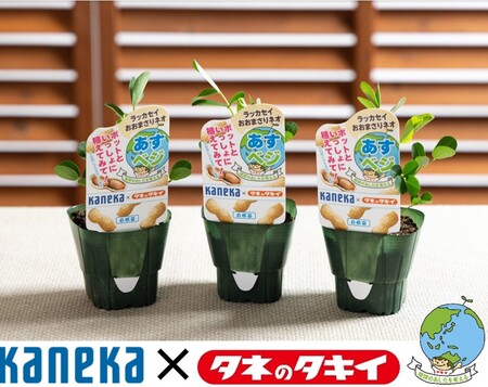 「KANEKA」×「タネのタキイ」限定コラボ野菜苗　あすべジ苗ラインナップ拡充！