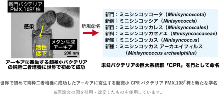 メタン生成アーキアに寄生するバクテリア