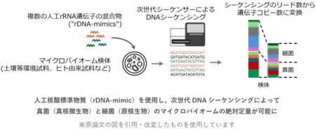 細菌と真菌が混在したマイクロバイオームの定量解析を可能に