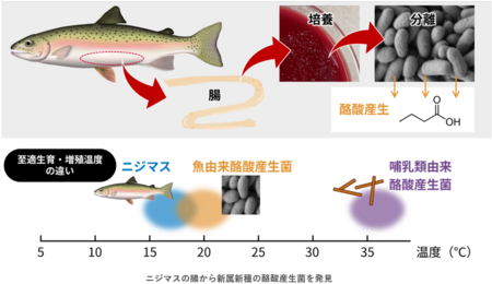 魚の新腸活時代