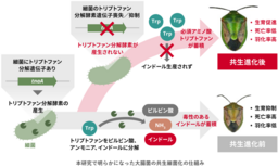 共生進化の鍵となる細菌遺伝子を同定