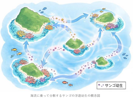 サンゴ礁の島々をつなぐ中核となるサンゴ個体供給源を推定