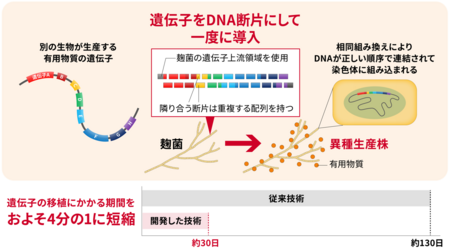 麹菌に有用物質の“設計図”を素早く読み込ませる方法
