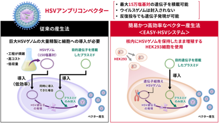 遺伝子治療の可能性を広げる「HSVアンプリコンベクター」の高効率産生技術を開発