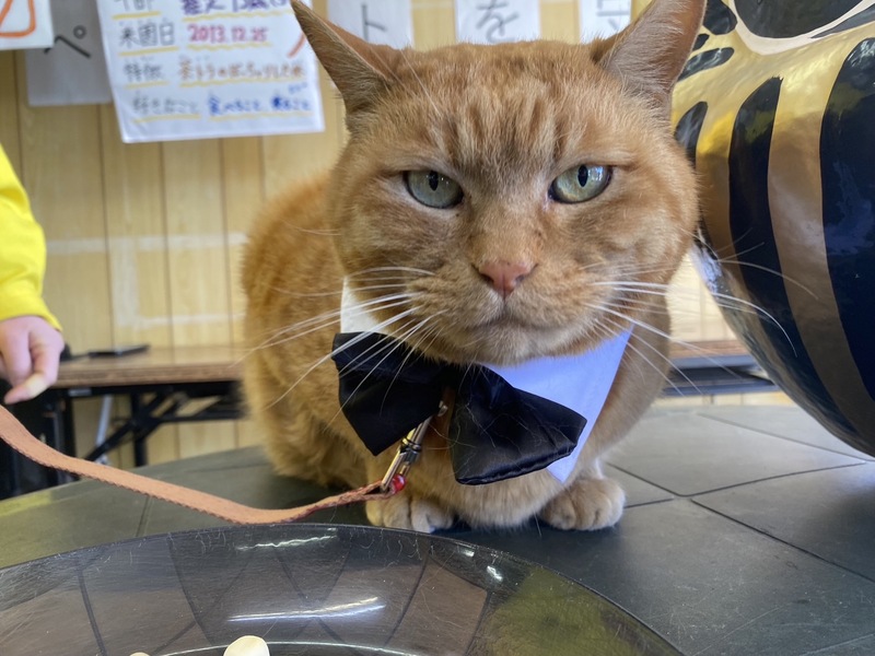 2月24日ホワイトタイガーの赤ちゃん命名式、 2月25日にネコ園長就任10